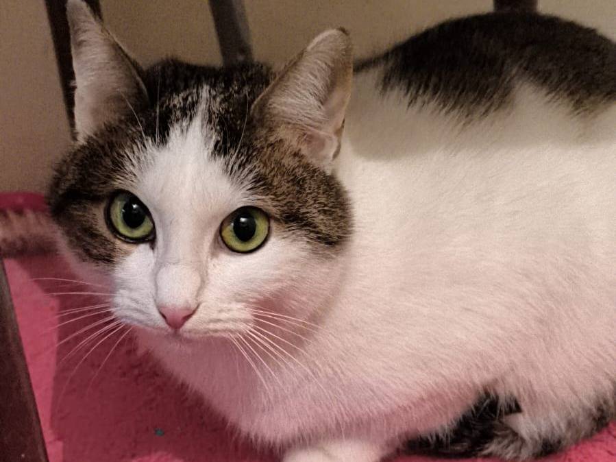 Adotta il gatto Olly a Bari