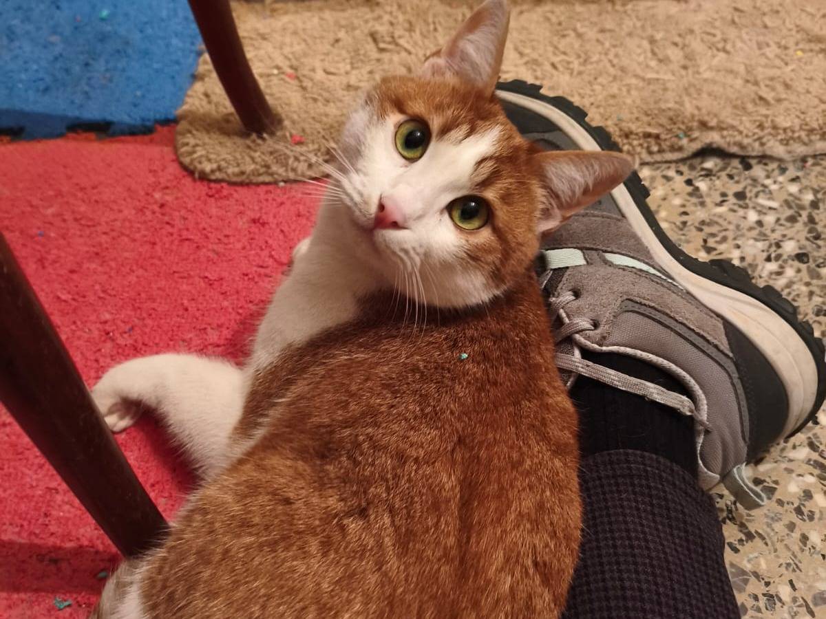 Adozione gatto, maschio, Razza sconosciuta Razza sconosciuta, 2 anni, taglia non valida, Bari