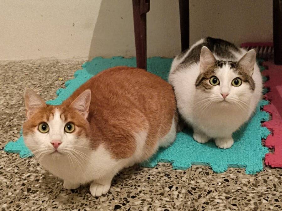 Adotta un gatto, maschio, 2 anni, Bari