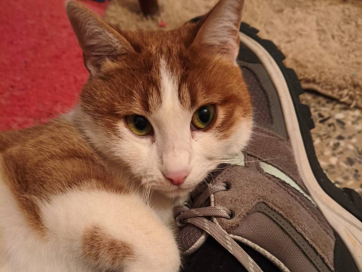 Adotta un gatto, taglia non valida, maschio, Bari