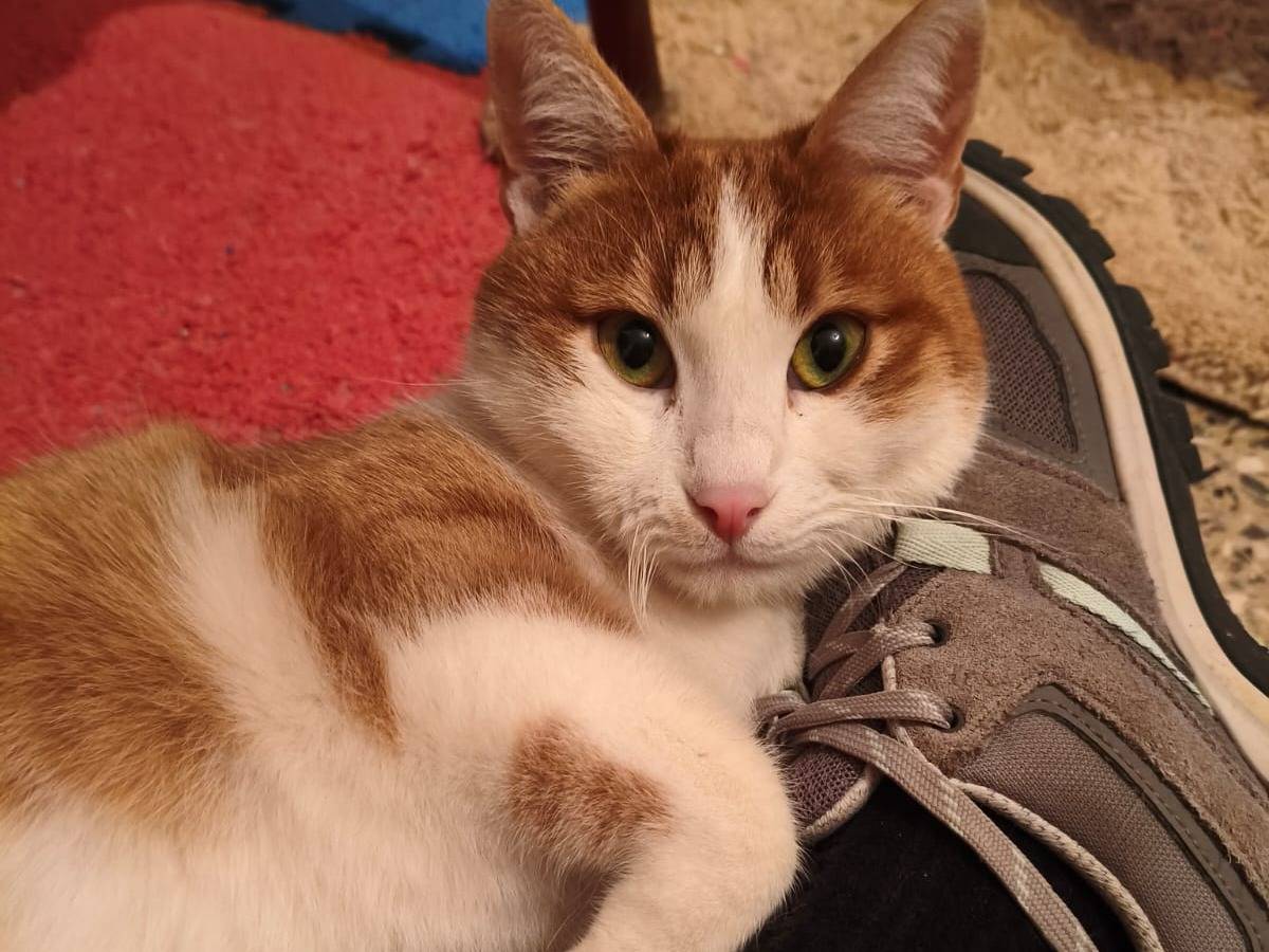 Vuoi adottare un gatto a Bari?