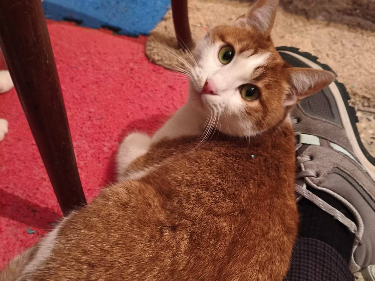 Adotta il gatto Olly a Bari