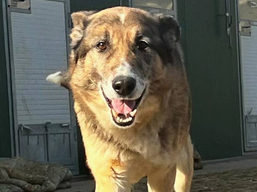 Adozione cane, maschio, Pastore tedesco Razza sconosciuta, 6 anni e 1 mese, taglia media, Torino