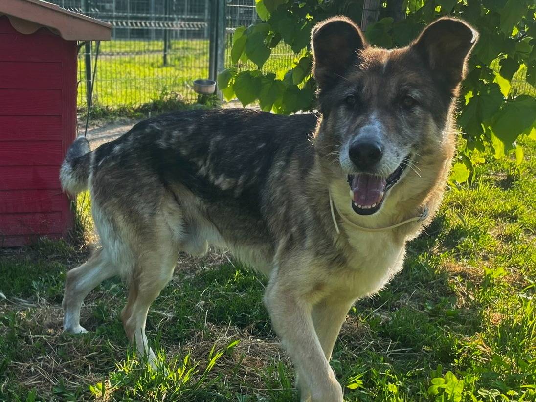 Adotta un cane, maschio, 6 anni e 1 mese, Torino