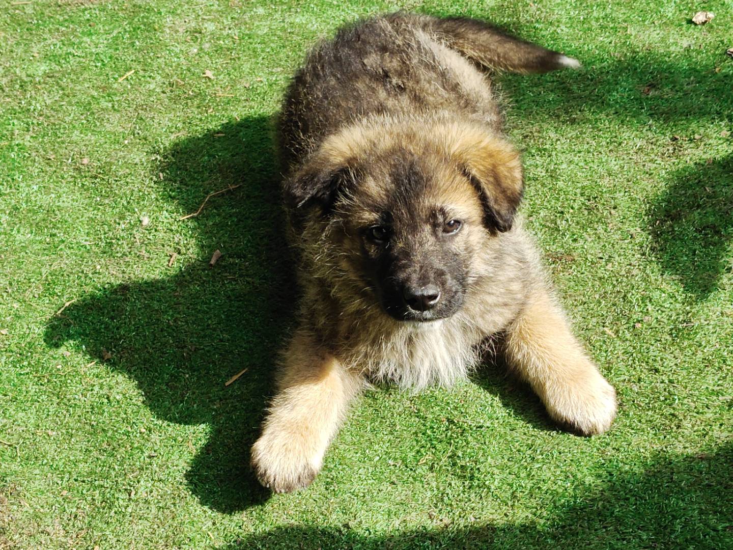 Adozione cane, maschio, Razza sconosciuta Razza sconosciuta, 2 mesi, taglia grande, Trapani