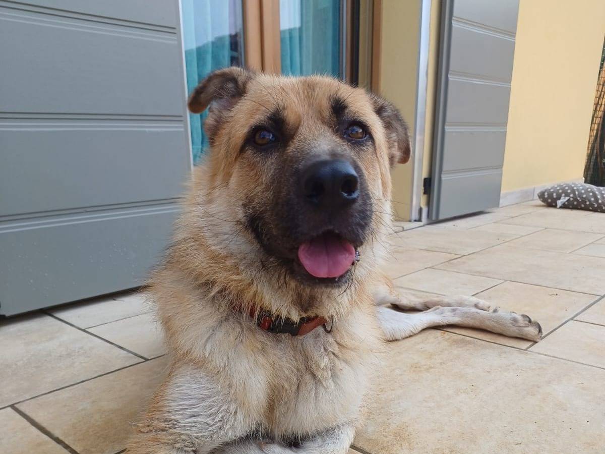 Adozione cane, maschio, Razza sconosciuta Razza sconosciuta, 7 anni e 2 mesi, taglia gigante, Mantova