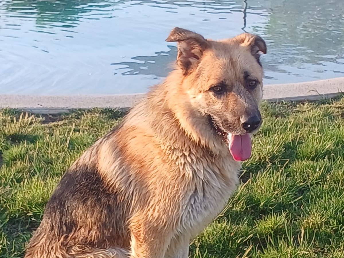 Adotta un cane, maschio, 7 anni e 2 mesi, Mantova