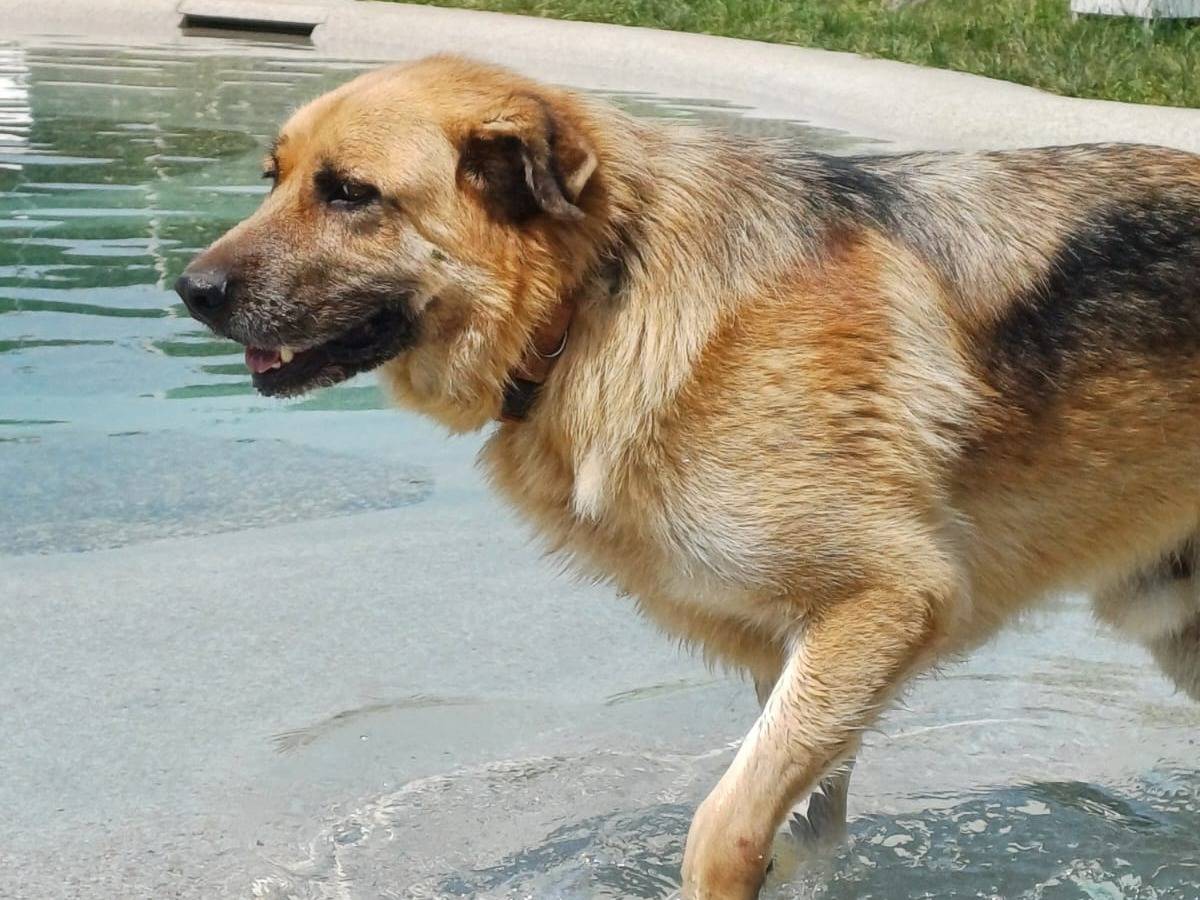 Adotta un cane, taglia gigante, maschio, Mantova