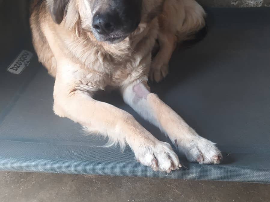 Adozione cane, femmina, Razza sconosciuta Razza sconosciuta, 4 anni e 2 mesi, taglia media, Cosenza