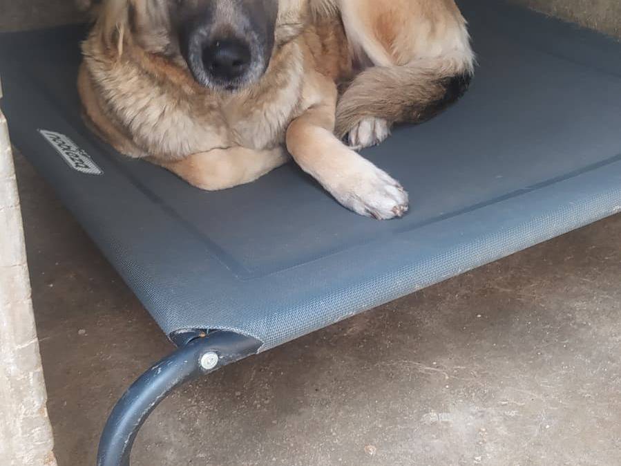 Adotta un cane, femmina, 4 anni e 2 mesi, Cosenza