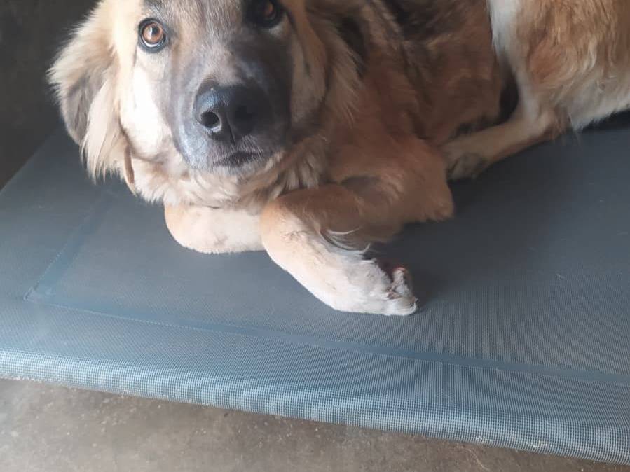 Adotta un cane, taglia media, femmina, Cosenza