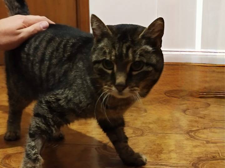 Adozione gatto, femmina, Razza sconosciuta Razza sconosciuta, 6 anni, taglia non valida, Vicenza