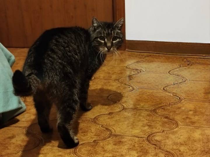 Adotta un gatto, femmina, 6 anni, Vicenza