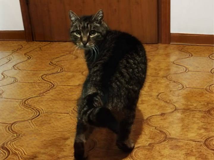 Adotta un gatto, taglia non valida, femmina, Vicenza