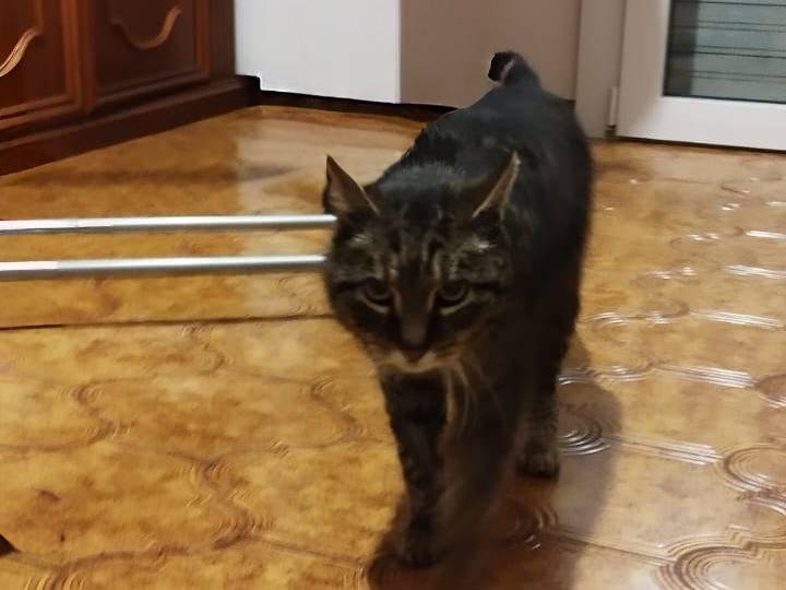 Vuoi adottare un gatto a Vicenza?