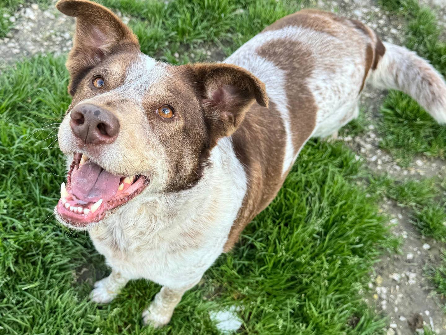 Adozione cane, femmina, Razza sconosciuta Razza sconosciuta, 4 anni e 2 mesi, taglia media, Teramo