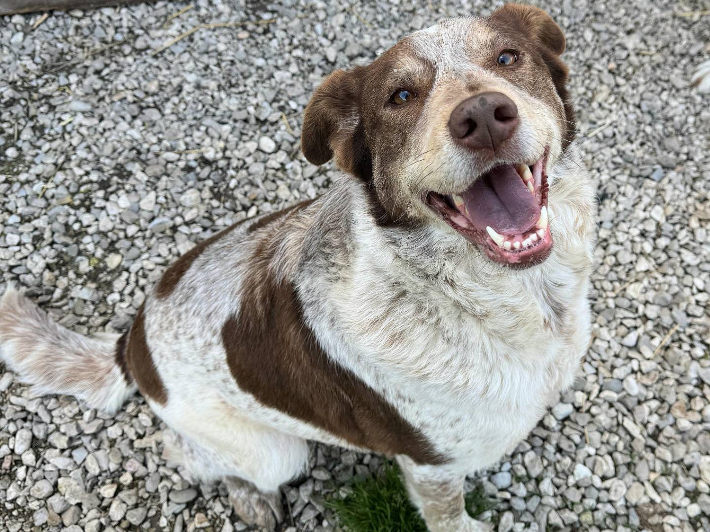 Adotta un cane, femmina, 4 anni e 2 mesi, Teramo