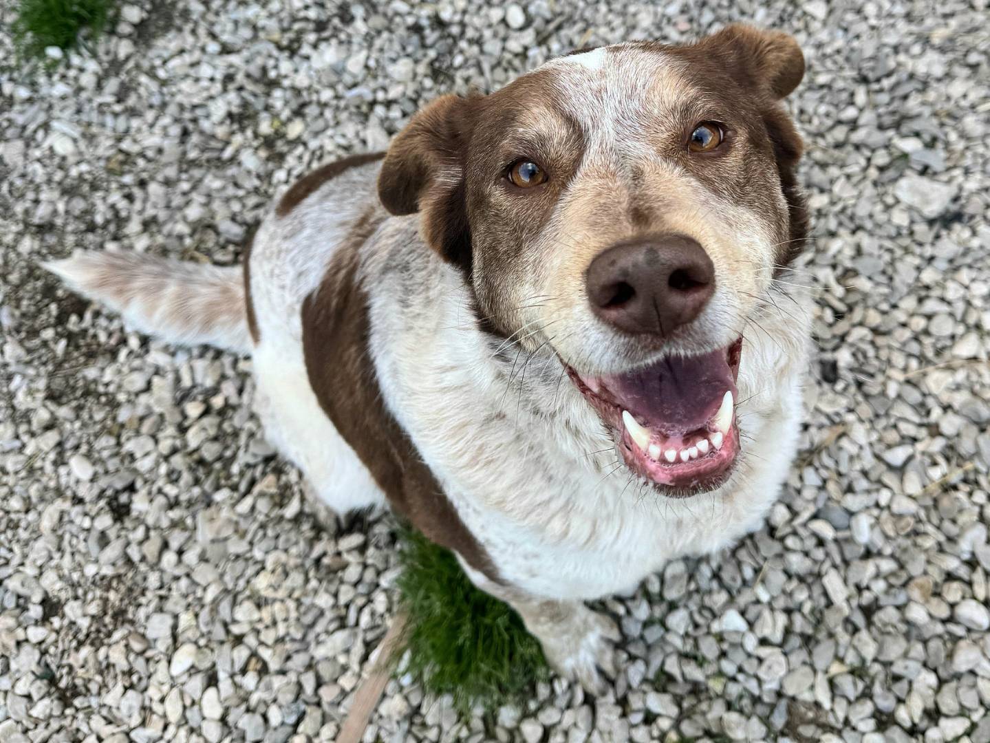 Adotta un cane, taglia media, femmina, Teramo