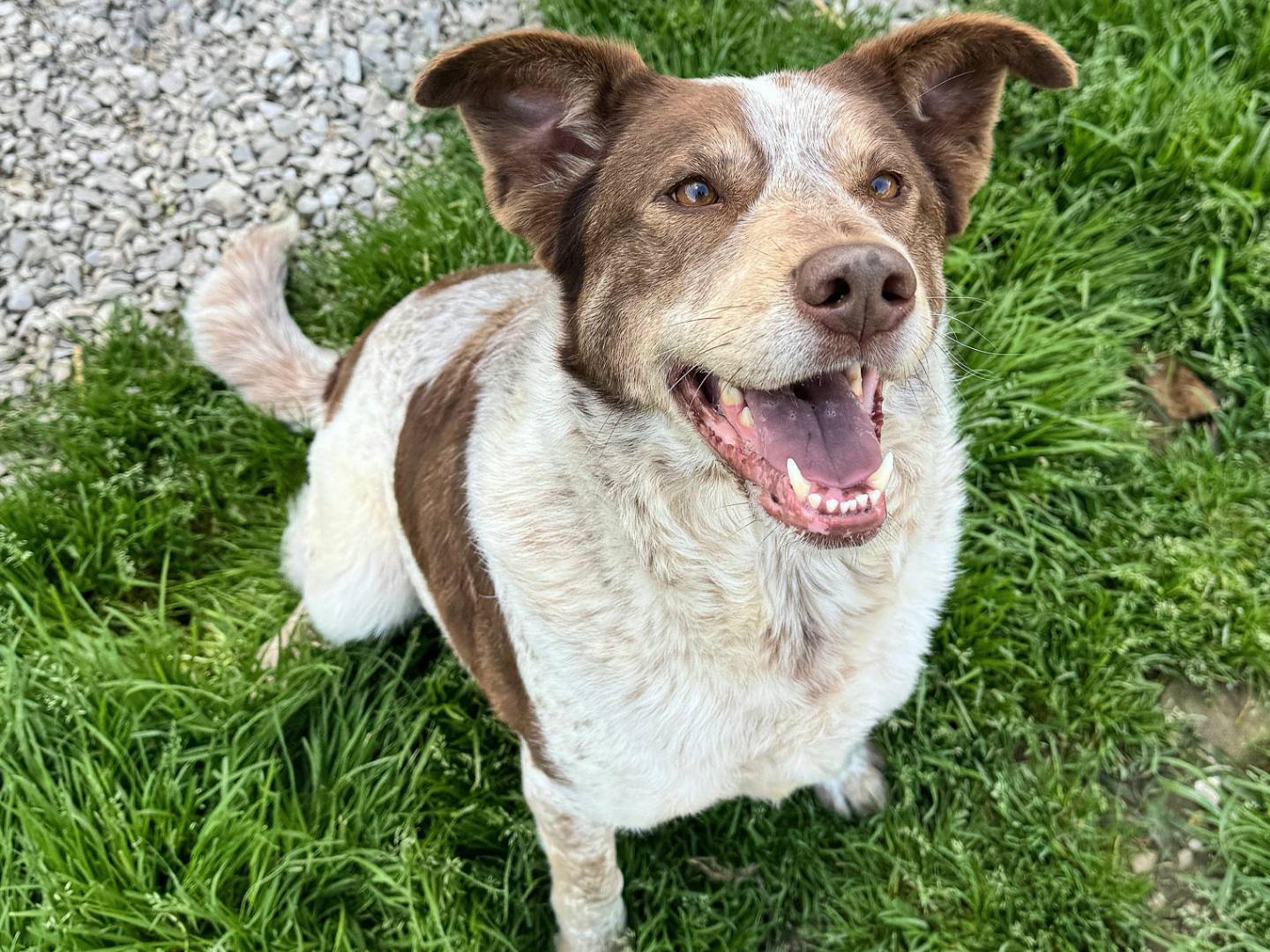 Vuoi adottare un cane a Teramo?