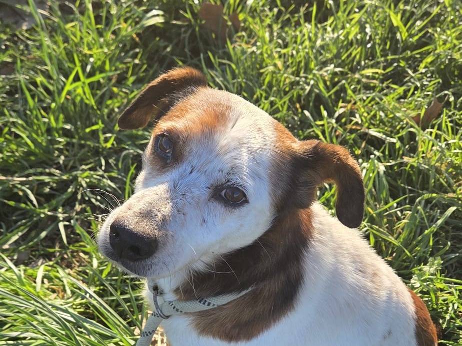 Adozione cane, maschio, Razza sconosciuta Razza sconosciuta, 12 anni e 3 mesi, taglia piccola, Bergamo