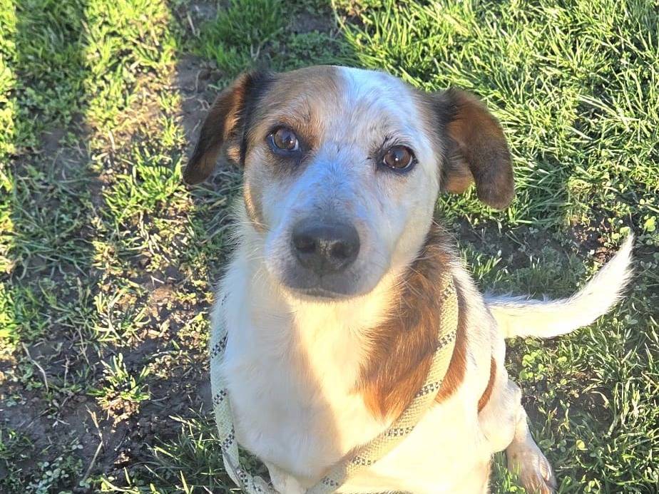 Adotta un cane, taglia piccola, maschio, Bergamo