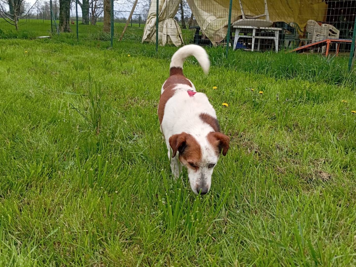 Vuoi adottare un cane a Bergamo?