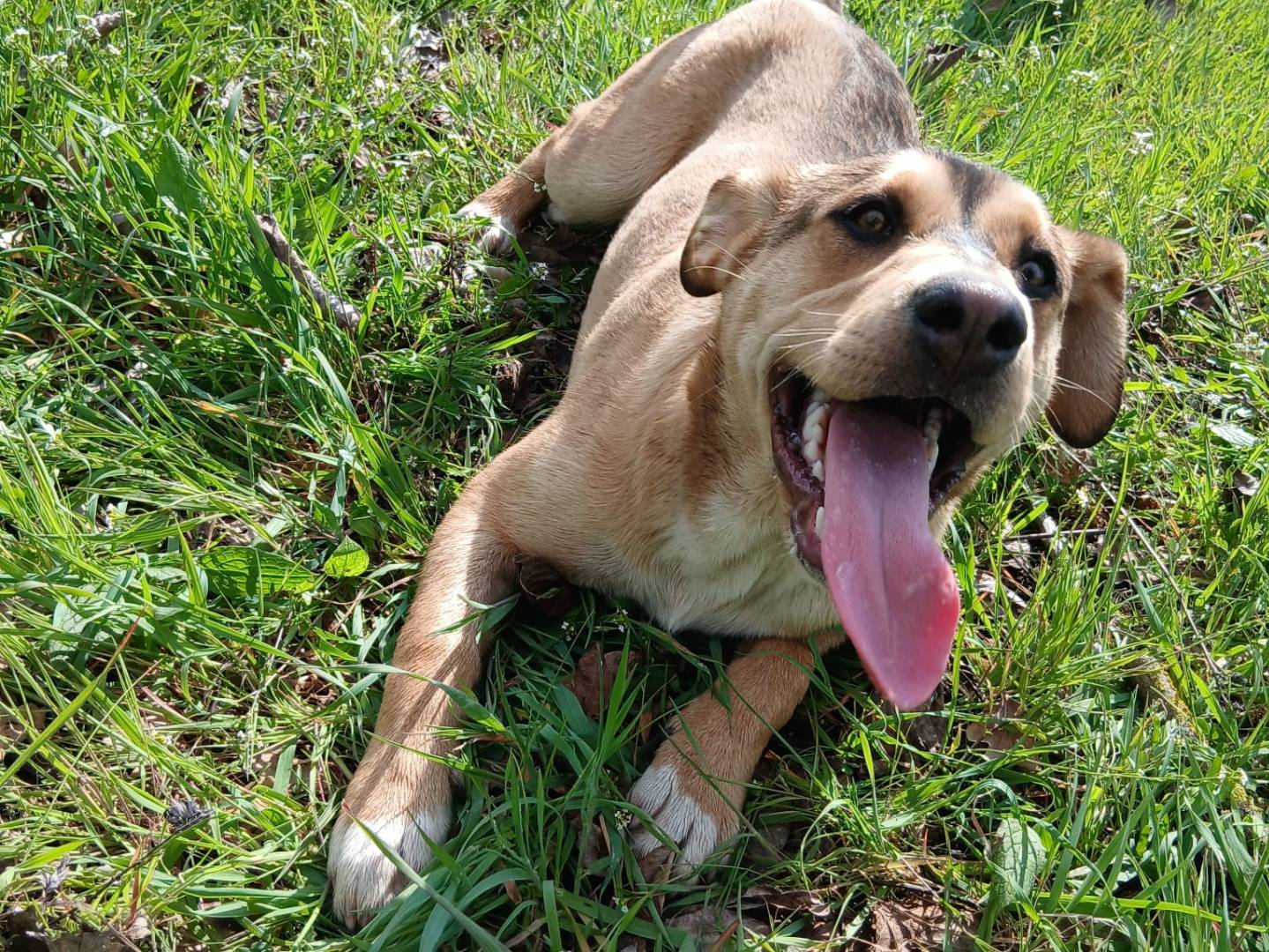 Adozione cane, maschio, Razza sconosciuta Razza sconosciuta, 6 mesi, taglia media, Avellino