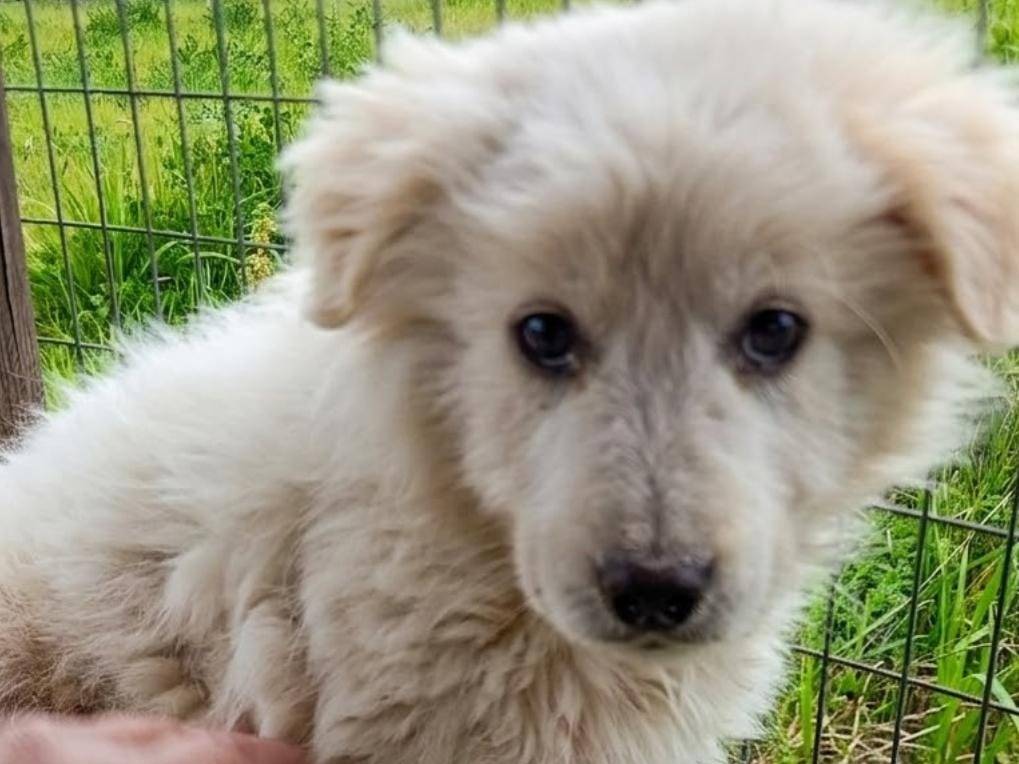 Adozione cane, maschio, Razza sconosciuta Razza sconosciuta, 3 mesi, taglia grande, Avellino