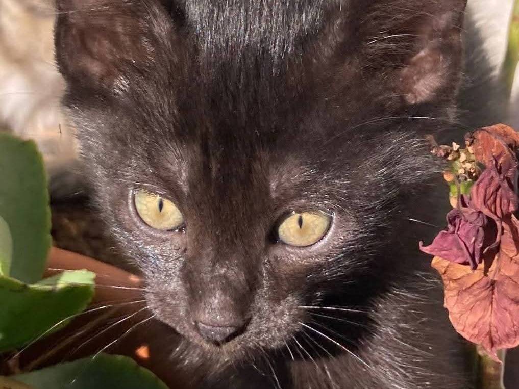 Adozione gatto, femmina, Razza sconosciuta Razza sconosciuta, 2 mesi, taglia non valida, Siracusa