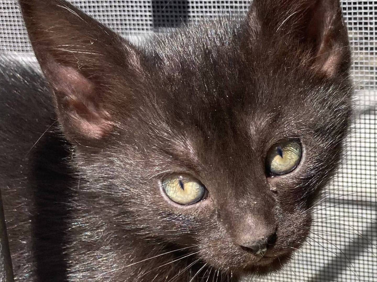 Adotta un gatto, femmina, 2 mesi, Siracusa