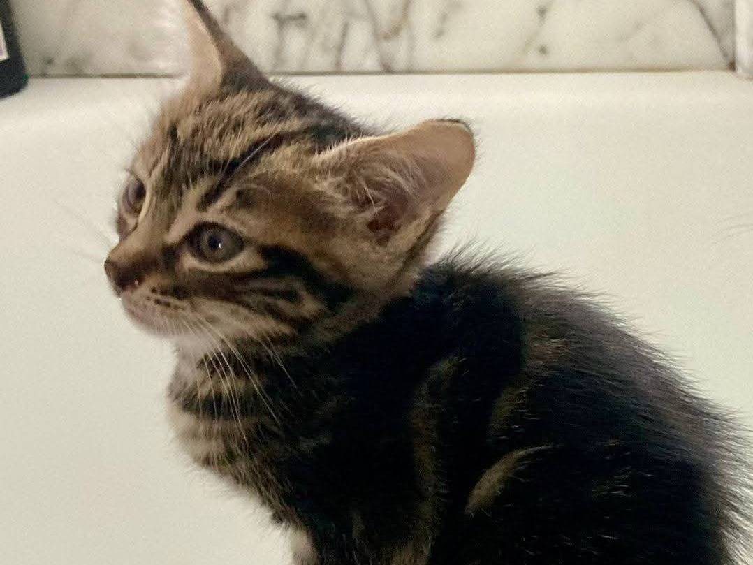 Adozione gatto, femmina, Razza sconosciuta Razza sconosciuta, 2 mesi, taglia non valida, Siracusa