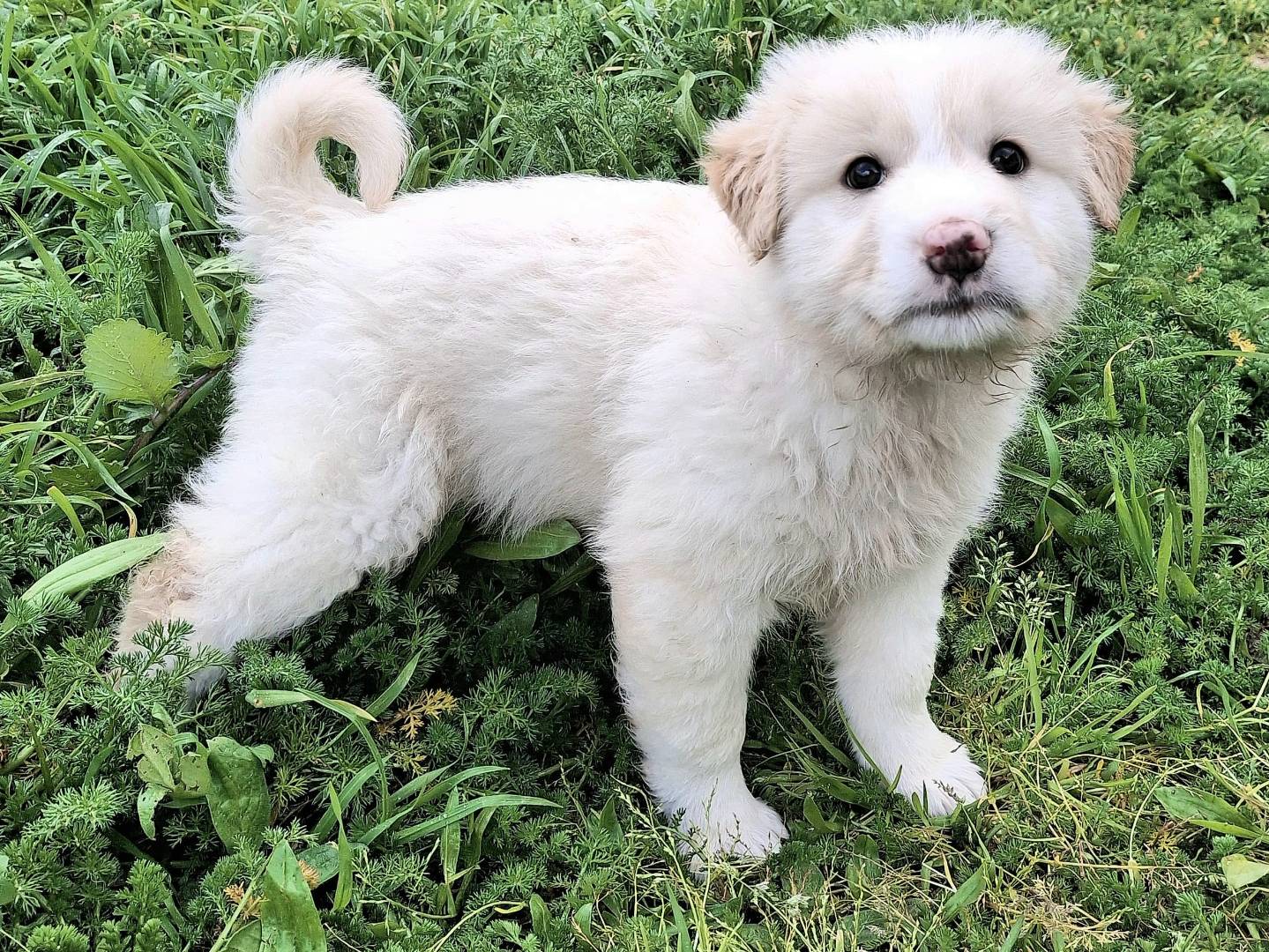 Adozione cane, maschio, Razza sconosciuta Razza sconosciuta, 2 mesi, taglia grande, Palermo