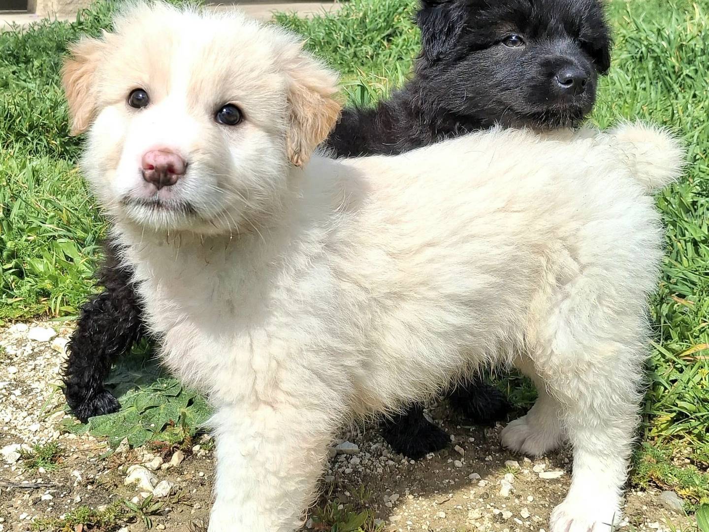 Adotta un cane, maschio, 2 mesi, Palermo