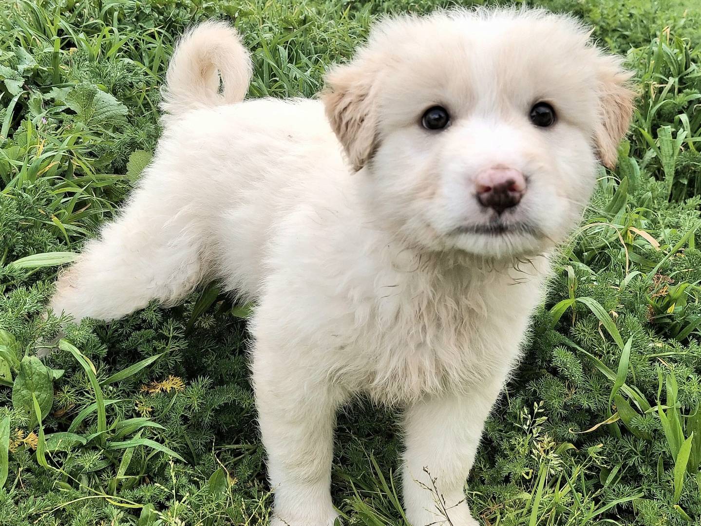 Adotta un cane, taglia grande, maschio, Palermo