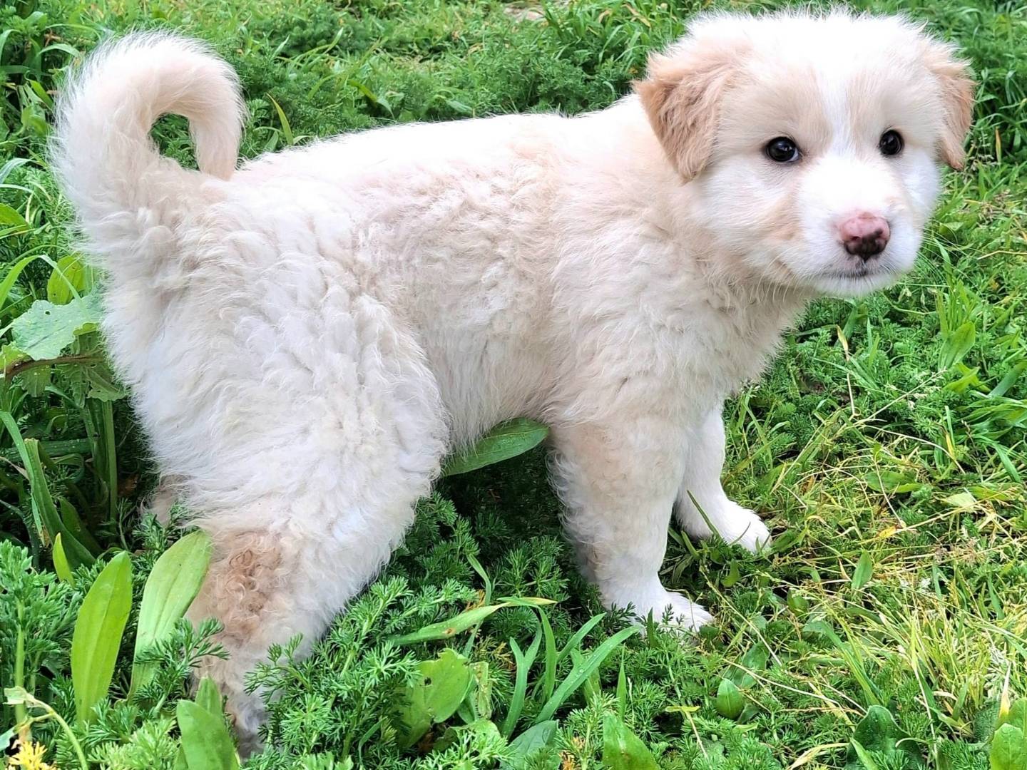 Vuoi adottare un cane a Palermo?