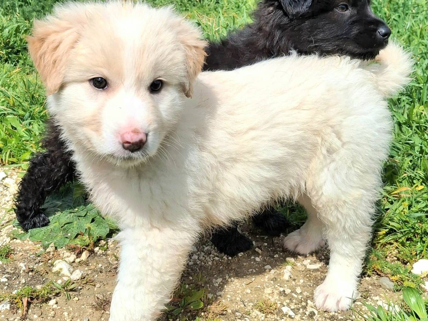 Adotta il cane Dexter  a Palermo