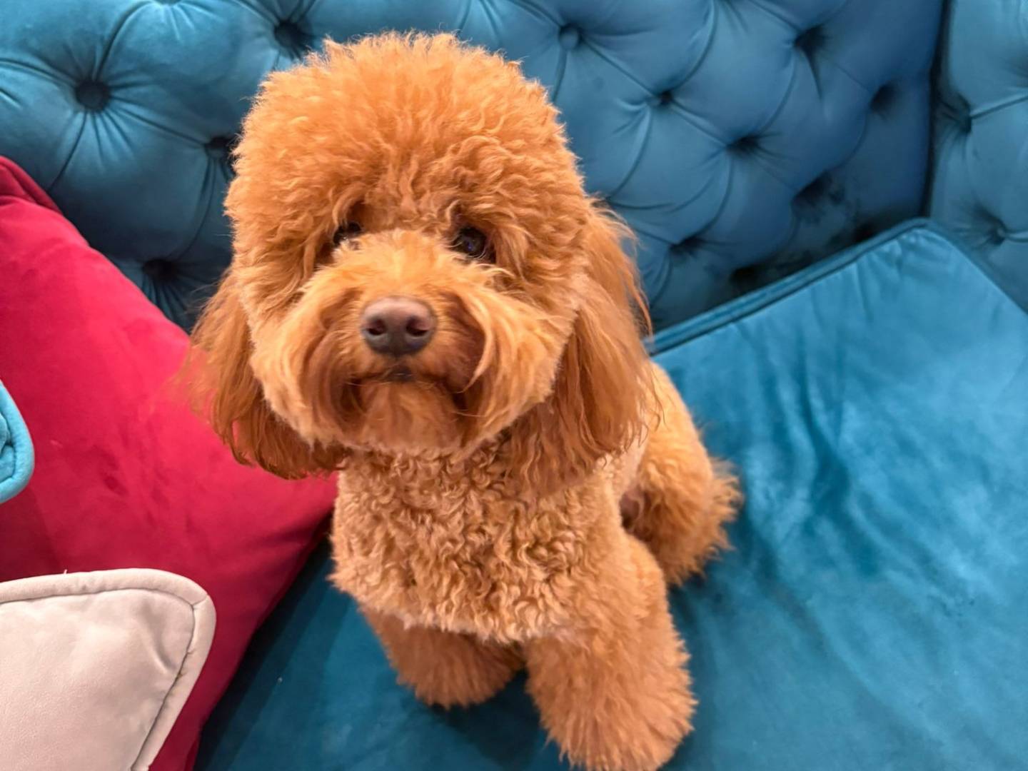 Adozione cane, femmina, Barbone Razza sconosciuta, 4 anni, taglia piccola, Varese