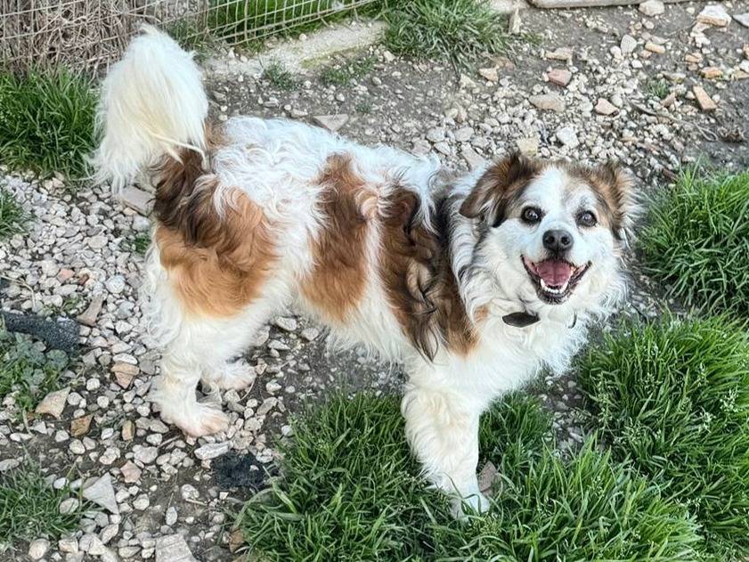 Adozione cane, maschio, Razza sconosciuta Razza sconosciuta, 4 anni e 1 mese, taglia piccola, Teramo