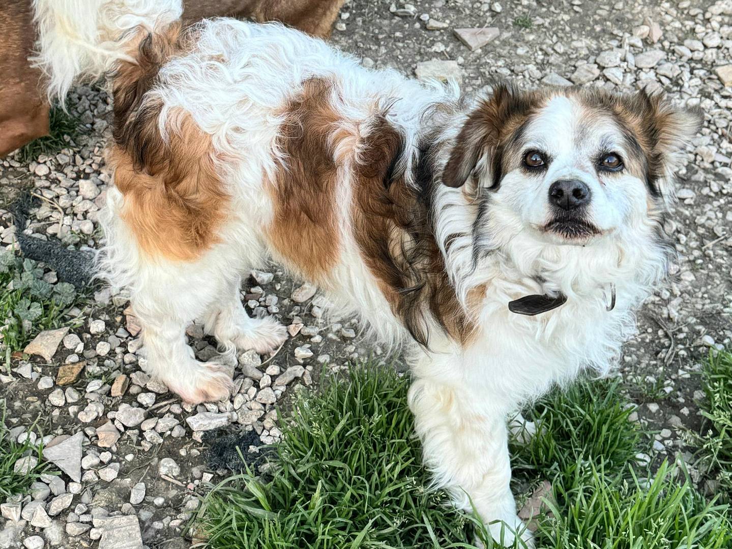 Adotta un cane, maschio, 4 anni e 1 mese, Teramo