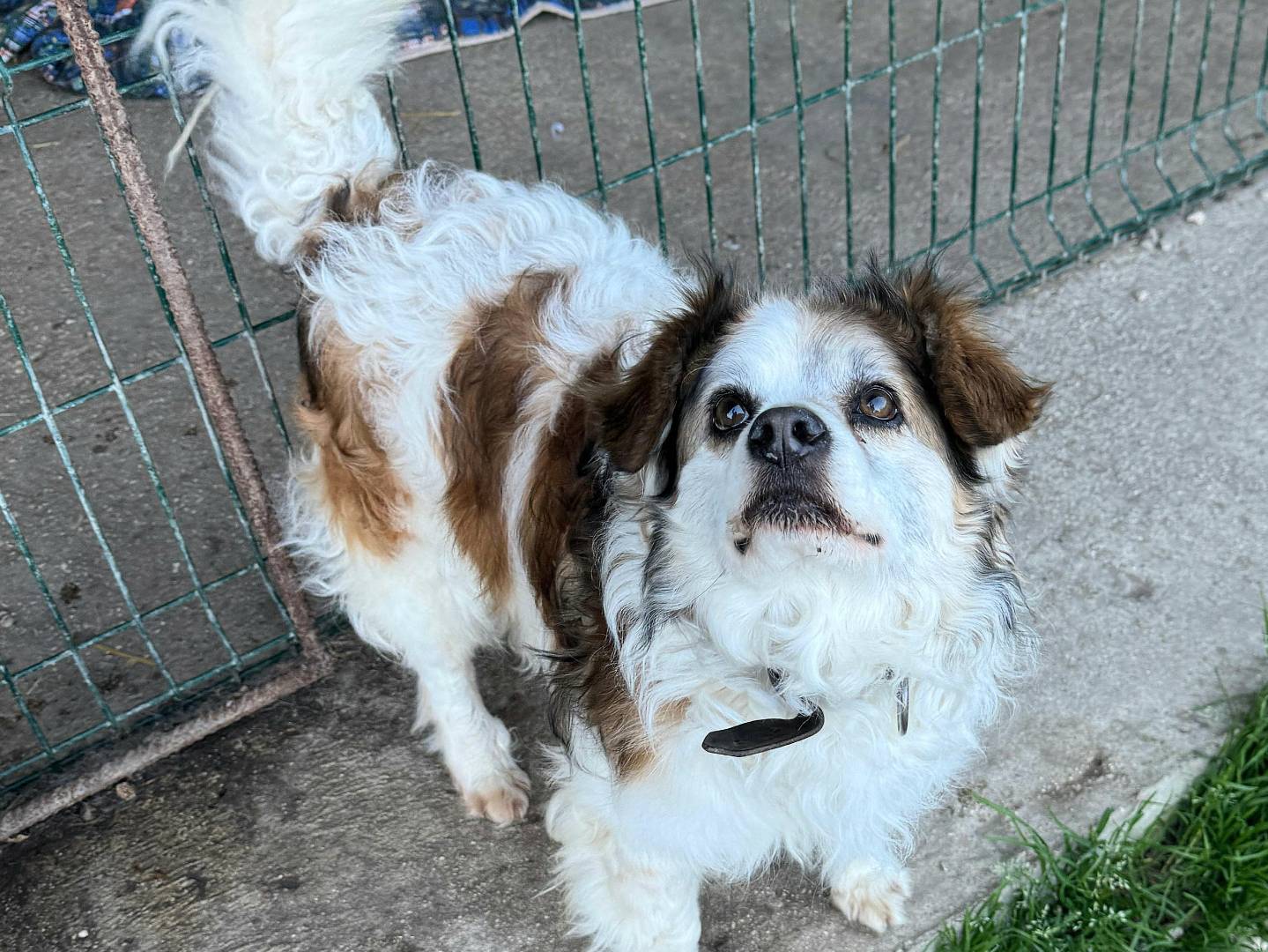 Adotta un cane, taglia piccola, maschio, Teramo