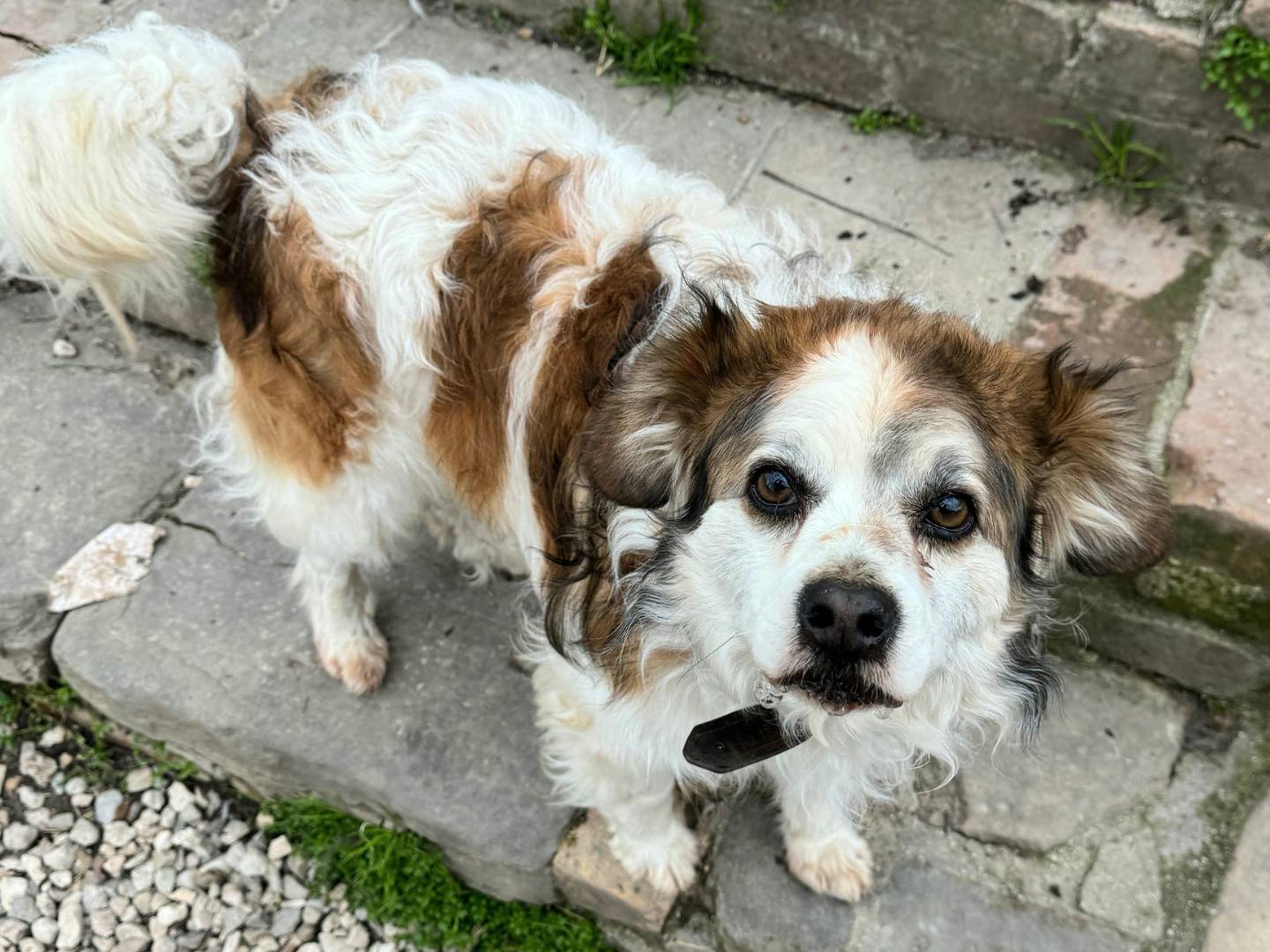 Vuoi adottare un cane a Teramo?