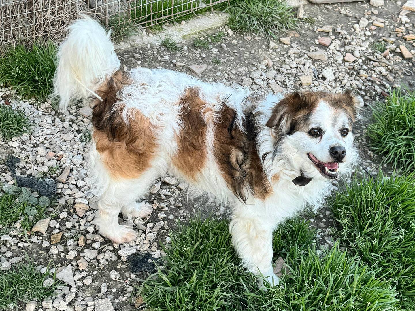 Adotta il cane Birillo  a Teramo