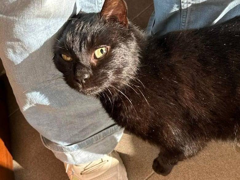 Adozione gatto, maschio, Razza sconosciuta Razza sconosciuta, 9 mesi, taglia non valida, Firenze