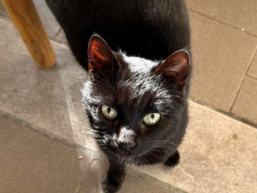 Adotta un gatto, maschio, 9 mesi, Firenze