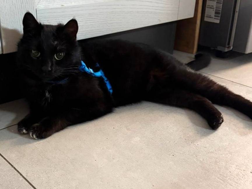 Adotta il gatto GERONIMO a Firenze