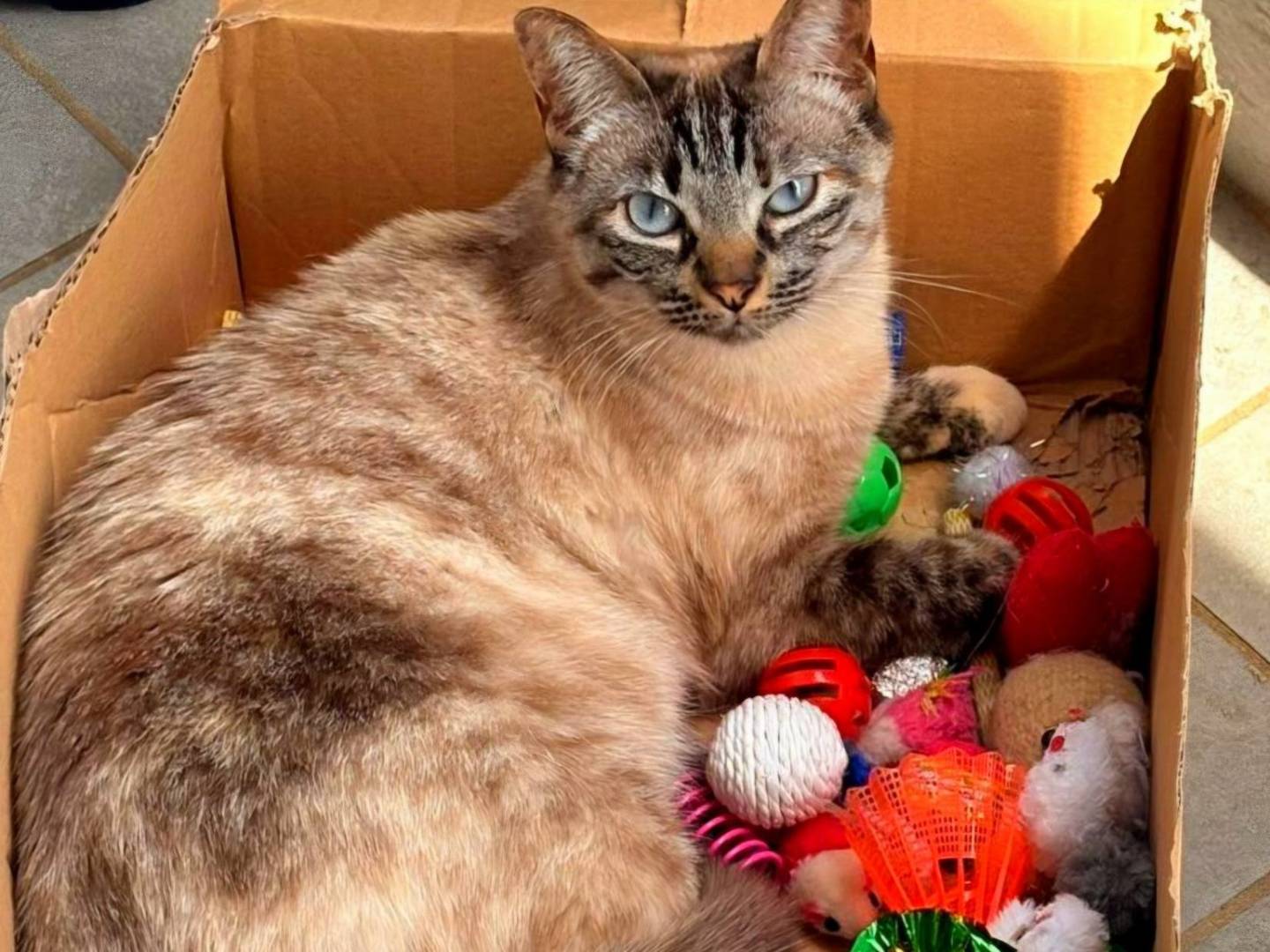 Adozione gatto, femmina, Razza sconosciuta Razza sconosciuta, 3 anni, taglia non valida, Firenze