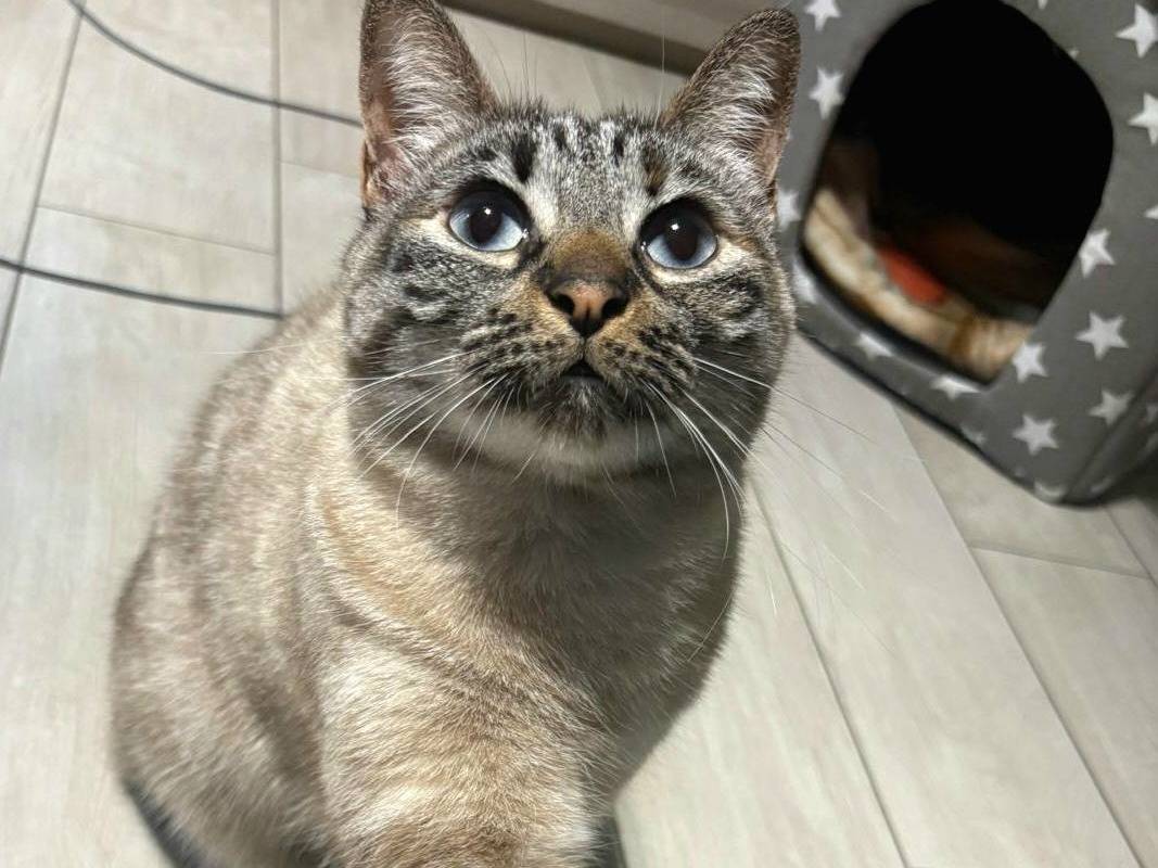 Adotta un gatto, femmina, 3 anni, Firenze