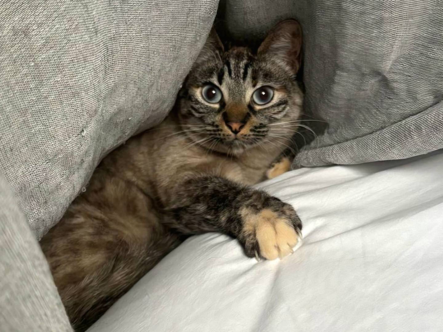 Adotta un gatto, taglia non valida, femmina, Firenze