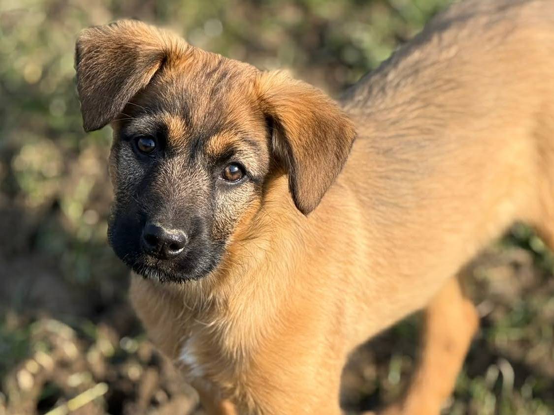 Adotta il cane SVEN e SILAS a Firenze