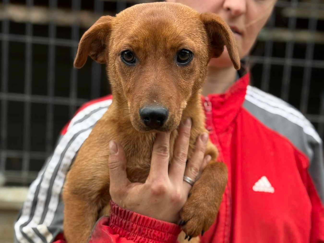 Adotta un cane, taglia piccola, femmina, Firenze